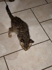 Gattina