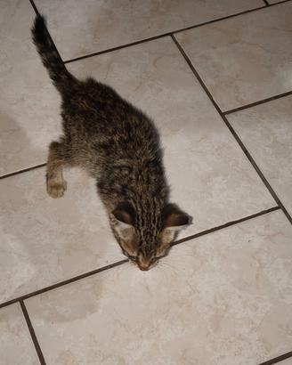 Gattina
