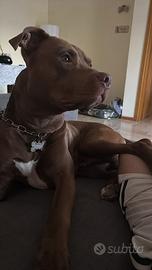 Pitbull maschio per monta