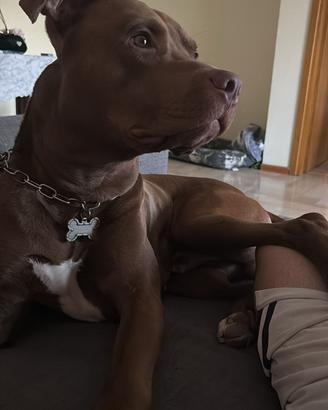 Pitbull maschio per monta