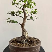 Bonsai quercia sugherata