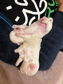 Maltesi coreani (maschio e femmina)