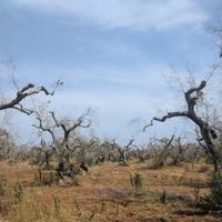 ALBERI D'OLIVO espianto