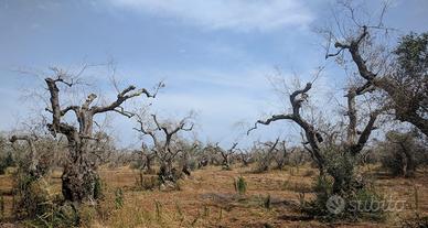 ALBERI D'OLIVO espianto