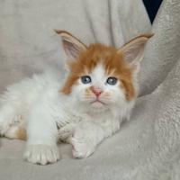Maschietti maine coon bicolor