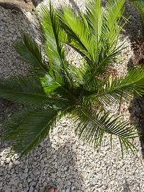 Piante cicas