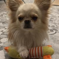 Dolcissimo chihuahua per Monta