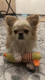 Dolcissimo chihuahua per Monta