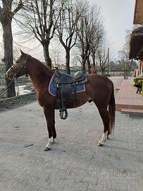 Puledro Quarter Horse