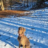 Weimaraner per monte