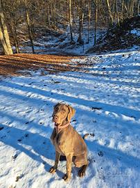 Weimaraner per monte