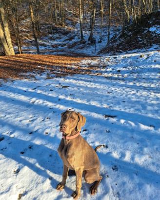 Weimaraner per monte