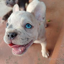 Bulldog francesi esotici