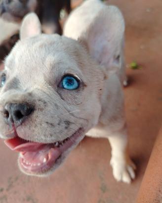 Bulldog francesi esotici