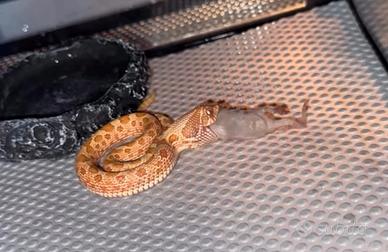 Nasicus