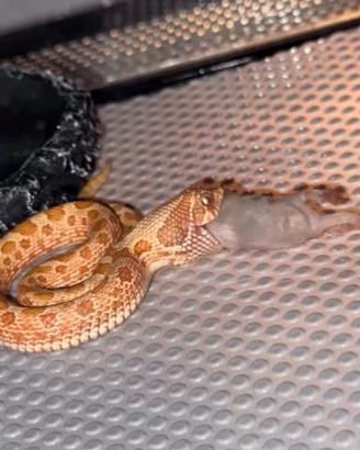 Nasicus