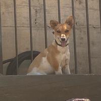 Jach Russell terrier