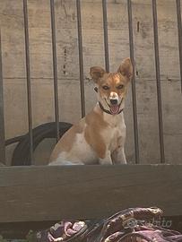 Jach Russell terrier