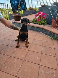 Dobermann Femmine