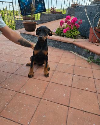 Dobermann Femmine