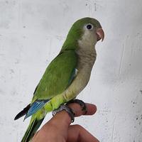 Pullo di parrocchetto Monaco svezzato