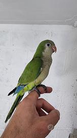 Pullo di parrocchetto Monaco svezzato