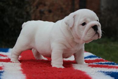 Bulldog Inglese Maschio