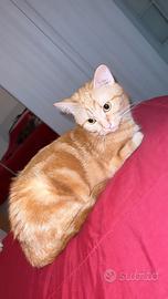 Piccola Honey