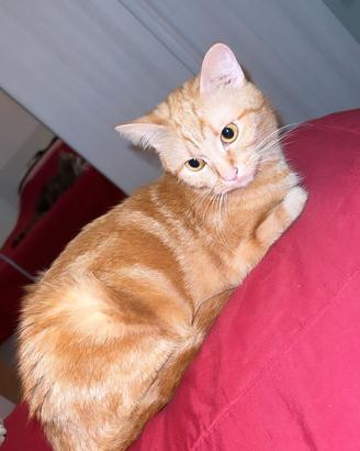 Piccola Honey
