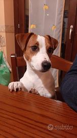 Cuccioli con pedigree ENCI