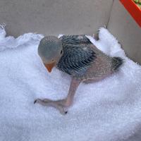 Parrocchetti dal collare