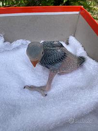 Parrocchetti dal collare