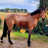 Cavallo salto ostacoli