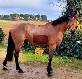 Cavallo salto ostacoli