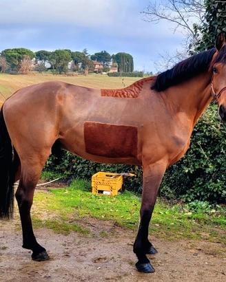 Cavallo salto ostacoli