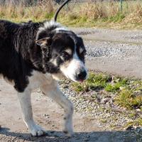 Rocky adozione del cuore