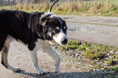 Rocky adozione del cuore