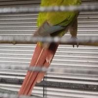 Pyrrhura pineapple e blu