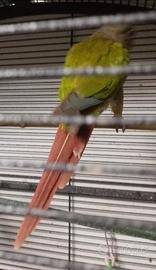 Pyrrhura pineapple e blu