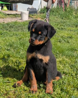 Rottweiler cucciola
