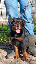 Rottweiler