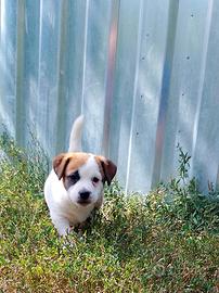 Jack Russell