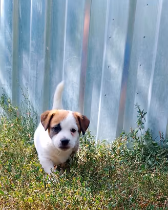 Jack Russell