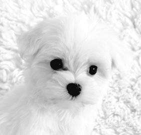 Teneri cuccioli maltese