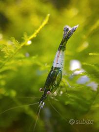 Caridine greeen rili