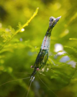 Caridine greeen rili