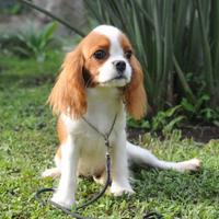 Cuccioli di Cavalier King Charles Spaniel