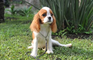 Cuccioli di Cavalier King Charles Spaniel