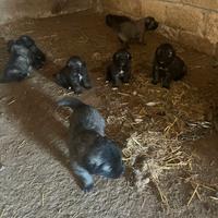 Cuccioli di pastore del caucaso