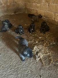 Cuccioli di pastore del caucaso